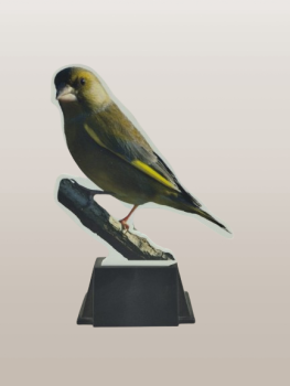 trofeo pajaron verderon, 14 cm